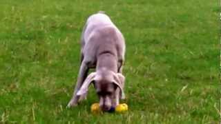 Weimaraner Millie & Gus Lurcher.