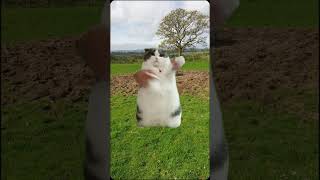 Don't ask #cat #funny #dancingcat