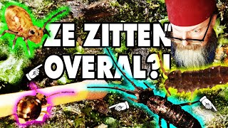 Tuinsafari s01e03 Springstaarten