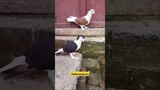 Fancy dobaz pigeon #shorts #viralvideo #pigeon #nafeespigeon #shortsviral