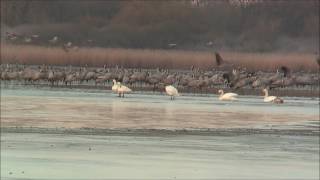 Grues cendrées et Cygnes de Bewick