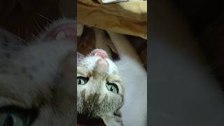 #kitten #cutecat #cat #catvideos #catlife #catshorts #catlover #catsofinstagram #shorts