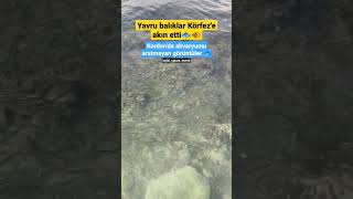 İzmir Kordon'da Akvaryumu Aratmayan Görüntüler 🐟