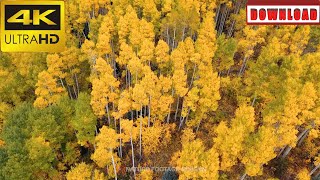 🎁4K Vibrant golden fall foliage Aspen trees in autumn | DAILY NATURE FOOTAGE