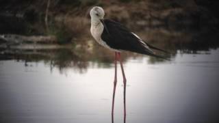 Échasse blanche (Himantopus himantopus)