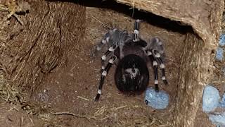 Tarantula Feeding Video 087 - Acanthoscurria geniculata