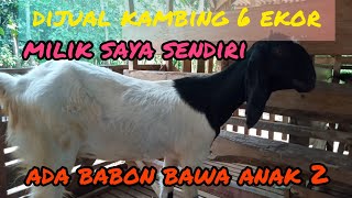 Review/Update Harga Kambing terbaru hari ini milik Saya sendiri,Minat Boleh di beli.