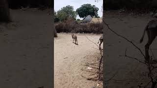 Donkey video #videos #videoviral #shortsviralvideo #shorts #videoshort