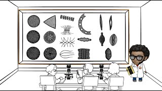 Características morfológicas de diatomeas