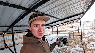 Winter Shelters for Sheep | Reviving a Lamb | Feed Mixer Checkup