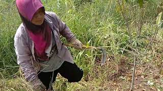 Nonton Vidio ini...orang Indonesia berhasil Tanam musang king Di Malaysia.