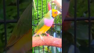 Birds video | Gouldian Finches | Lady Gouldian Finches | #birds #bird