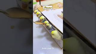 Smart and lovely little budgies #part-1