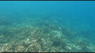 Snorkelling on Iriomote Island, Yaeyama, Japan, September, 2023