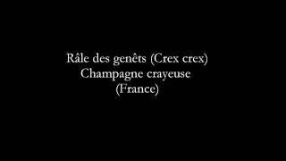 Râle des genêts (Crex crex)