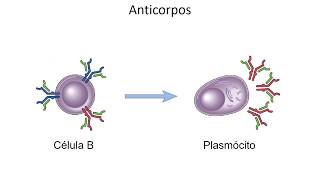 Mini aula - Anticorpos