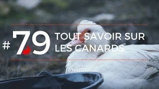 TOUT SAVOIR SUR LES CANARDS │LFDT #79