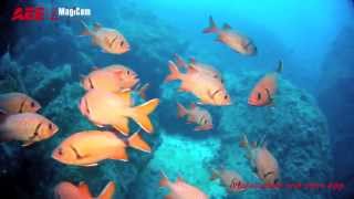 AEE MagiCam   Official Video Diving