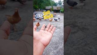 Pigeon Touched My Hand and Flew Away #pigeon