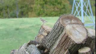 Northern Wheatear