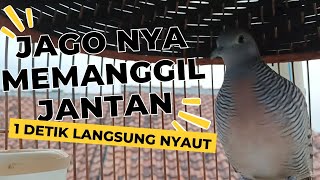 PERKUTUT LOKAL ALAM GACOR - PANCINGAN DONGKRAK MENTAL