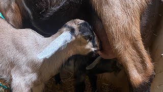 How does a dairy goat help feed EVERYBODY on the farm?