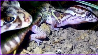 gecko sound song animal lizard mcb call geckoa pets eating enclosure eggs excavator atigrado asmr 22