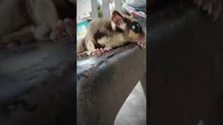 #sugar glider