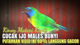 CUCAK KINOY KINOI GACOR MATERI FULL NEMBAK💥COCOK BUAT MASTERAN CUCAK IJO MURAI BATU & BURUNG LOMBA