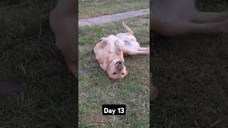 Day 13 until my dog gets 1k subscribers