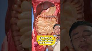 Qué haría un pulpo en tu cuerpo? #shortvideo