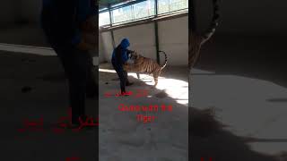 Game with the Tiger شوخی🐅🐅🐅🐅 همرای ببر