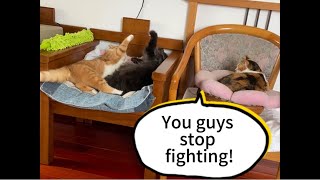 Fighting cats: Ginger and Jing