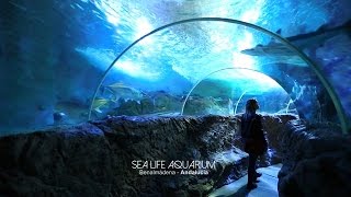 Una visita al acuario Sea Life en Benalmádena