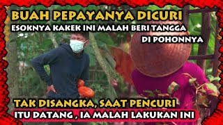 Buah Pepayanya dicvri,  Tak Disangka Kakek Tua ini malah lakukan Hal Mengejutkan