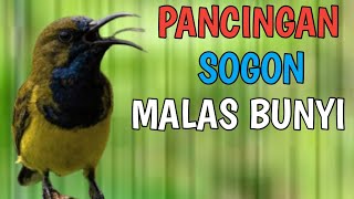 PANCINGAN SOGON MALAS BUNYI LANGSUNG BUNYI, SOGON JANTAN GACOR