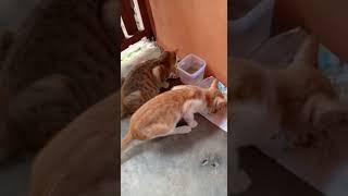 KUCING SARAPAN #short #shortvideo #shorth #shorthvideo