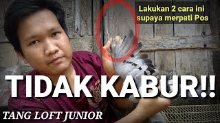 2 Cara pomah kan merpati pos tanpa kabur