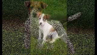 Jack Russell Terrier