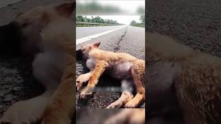 Heroic Rescue of an Injured Dog on The Road #shorts