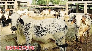 عزیز کیٹل فارم اینڈ پلائی سینٹر حاصل پور Aziz Cattle Farm and Palai Center Hashilpur