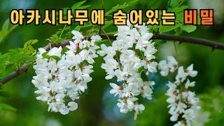 아카시나무에 숨어있는 비밀