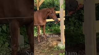 Jaw-Dropping Horse Escape: True Display of Intelligence