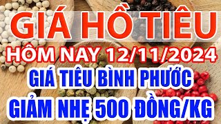 Giá tiêu hôm nay 12/11/2024: Giá tiêu Bình Phước giảm nhẹ 500 đồng/kg