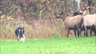 Lia Border Collie & Sheep