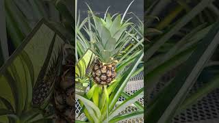 What does pineapple plant looks like #shorts