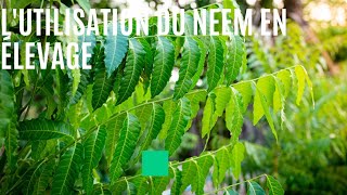 COMMENT UTILISER LE NEEM EN ÉLEVAGE 🤔⁉️ (Élevage bio)