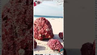 "4 Pantai cinta  di Indonesia, Destinasi Wisata Bahari dengan Pasir Pink Memesona"