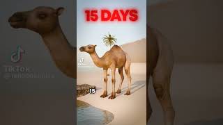 Incredible Camel Facts: From Species to Survival. September 2