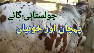 Cholistani Cattle Physical Characteristic | Cholistani cow ki Pehchan aur Khobiyan Bull Information